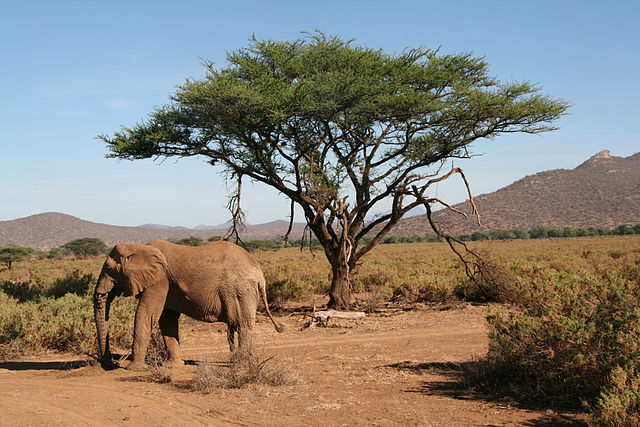 Maximum Safari Kenya- Premium